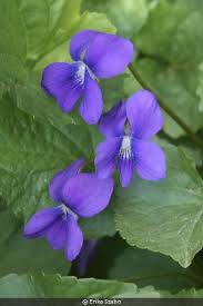 Viola sororia (common blue violet) | Izel Native Plants
