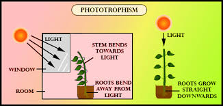 Light auxins are made in the tip of a growing shoot and move down the stem. How Does Phototropism Occur In Plants A If A Plant Class 11 Biology Cbse
