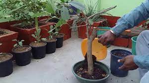 Making of bonsai in india you can make your bonsai into master pieces provided you follow the right techniques. Bonsai Basic How To Grow Bonsai Tree In India Youtube