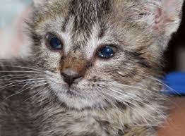 Kedi Gribi