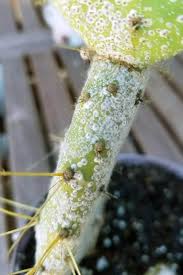 Image result for scale on plant