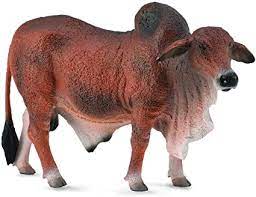 Etymology istakhr (also spelled estakhr) is the new persian form of the middle persian stakhr. Amazon Com Collecta Red Brahman Bull 5 1 L X 3 3 H Toys Games