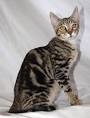 Sokoke Cat Breed | Facts, Highlights & Buying Advice ...
