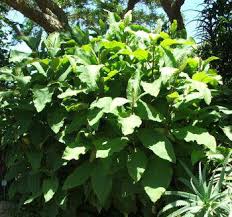 Image result for Vernonia myriantha