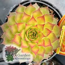 Gold with red tips in spring and autumn, turning red in winter. The New Gold Standard Gold Nugget Chick Charms Garden Crossings