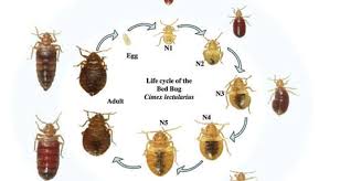 Image result for bed bugs