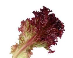 Image of Lola Rosa Lettuce