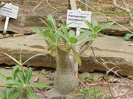 Image result for Pachypodium