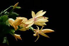 36 Cristhmas Cactus Ideas Christmas Cactus Easter Cactus Holiday Cactus