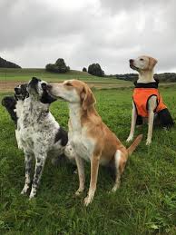 Hierzu füllst du eine selbstauskunft zu dir aus. Hunde Hof Ring