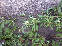 Image result for Molluginaceae