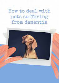 This Is The Time Your Pet Needs You Most Petcare Petdementia Pets Pet Care Your Pet