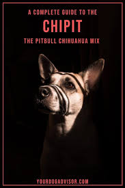 Chihuahua pitbull mix 3 reasons to avoid doggypedia. Ultimate Guide To The Chipit The Pitbull Chihuahua Mix Your Dog Advisor
