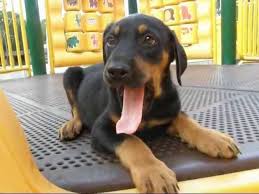 Adopt a rescue dog through petcurious. Chocolate Lab Doberman Mix Puppies For Adoption Nj Ny Ri Ma Dc Nh Youtube