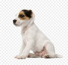 Jack Russell Terrier Kopek Parson Russell Terrier Minyatur Fox Terrier Amerikan Bulldog Sevimli Kopek Seffaf Png Goruntusu