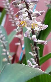 Image result for Cordyline stricta
