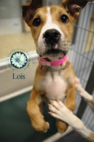 Pin On Pets In Need