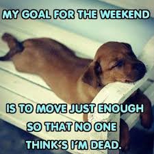Pin By Babybear On Dog Quotes Dachshund Funny Quotes Bones Funny Funny Dachshund