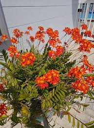 Image result for Tridactyle tricuspis