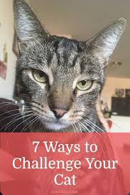 How To Keep A Cat Entertained In An Apartment Pro Tips Cat Training Cats Indoor Cat
