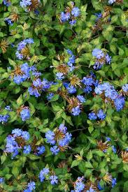 Redefine your garden with our summer flowering shrubs! Exotic Autumn Shrubs To Brighten Your Garden Rhs Gardening