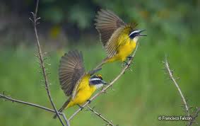 Image result for Pteris kivuensis