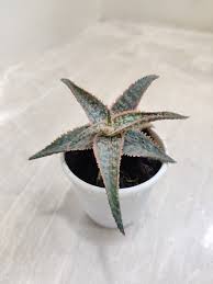 Image result for Aloe zebrina