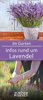 Ideen Mit Lavendel Nutzliche Infos Rund Um Die Duftpflanze Garten Lavendel Pflanzen Lavendel