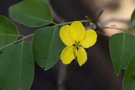 Image result for Cassia abbreviata