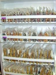 Its precursor, the nordic gene bank, began storing seeds in 1984. 29 Seed Storage Ideas Seed Storage Seeds Seed Saving