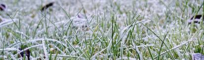 Il est inutile de tondre la pelouse en hiver, sauf dans les régions au climat très doux, où il. Entretien De La Pelouse Apres L Hiver Al Ko