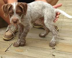 Our German Wirehaired Pointer Baby German Wirehaired Pointer German Wirehaired Pointer Puppy German Shorthaired Pointer Dog