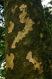 Image result for Strombosia scheffleri