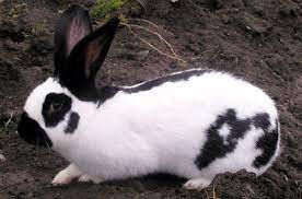 Dyk nz pet owners spend $389m on vets every year? Checkered Giant Rabbit Breed Information And Pictures Petguide Com Rabbit Breeds Giant Rabbit Giant Rabbit Breeds