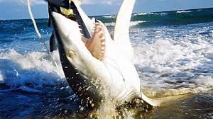 Pete beach have offered some great action lately for our spring breakers. Miami Beach Shark Fishing Charters Florida Sport Fishing