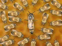 300+ vectors, stock photos & psd files. How To Identify A Queen Bee Bee Queen Bees Bee Keeping