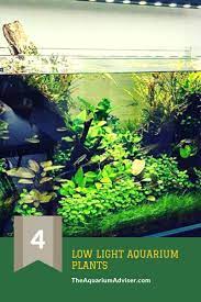 Here Are Some Easy Good Low Light Plants You Can Start With For Your Planted Tank This Is Our List Of Top Planted Aquarium Freshwater Aquarium Plants Aquarium
