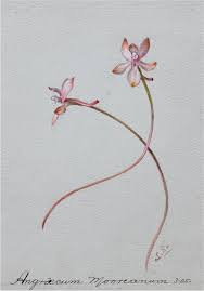 Image result for Angraecopsis gracillima