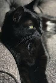 Black And White Cat Breeds With Yellow Eyes 17 Reasons You Shoul Black Cat Appreciation Day Black Cat Black Cat Adoption