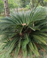 Image result for Cycas