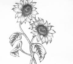 Most relevant best selling latest uploads. Pencil Easy Pencil Sunflower Drawing Novocom Top