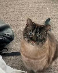Hii Mom Good Morning Video In 2020 Pretty Cats Cute Baby Animals Cute Funny Animals