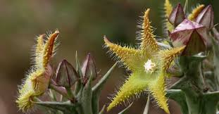 Image result for Orbea dummeri