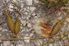 Image result for Orthanthera