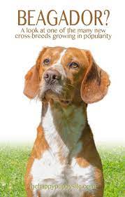 This mix goes by several names, including beagador, labbe, labbe retriever, and labeagle. Beagle Lab Mix Breed Guide Discover The Popular Beagador Dog