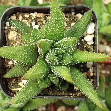 Image result for Steganotaenia hockii