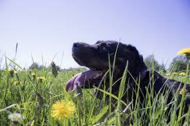 This list contains plants that have been reported as having systemic effects on animals and/or intense effects on the gastrointestinal tract. Wallpaper Animals Grass Yellow Flowers Dog Wildlife Tongues Dandelion Flower Grassland Plant Flora Meadow Wildflower 1280x853 Px 1280x853 Wallhaven 520463 Hd Wallpapers Wallhere