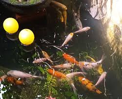 Salah satu cara merawat ikan koi adalah dengan menggunakan akuarium. Melihara Ikan Koi Manfaatnya Mulai Dari Terapi Alzheimer Sampai Penghilang Stres