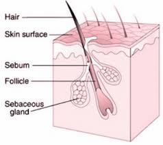 To study the ingredient's effects on hair, a test was made including 40 volunteers, 1% dosage, and 1 application/day on the scalp. Hair Science And Biology My Hair Doctor Prescription Haircare