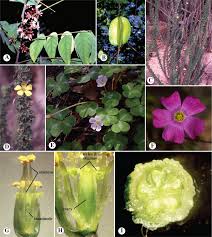 Image result for Cunoniaceae